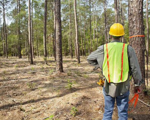 van vibhag recruitment